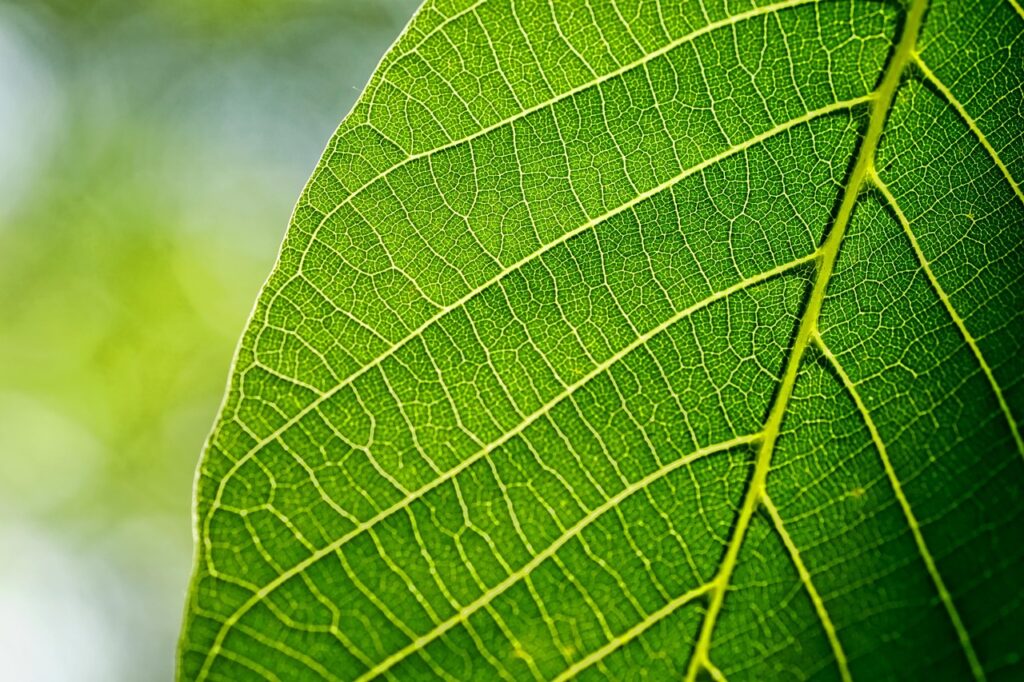 leaves, leaf, walnut leaf, spring, macro, nature, green